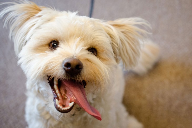 un perro sano es un perro feliz