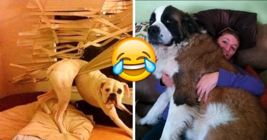 Cover problemas que solo los dueños de perros entenderán