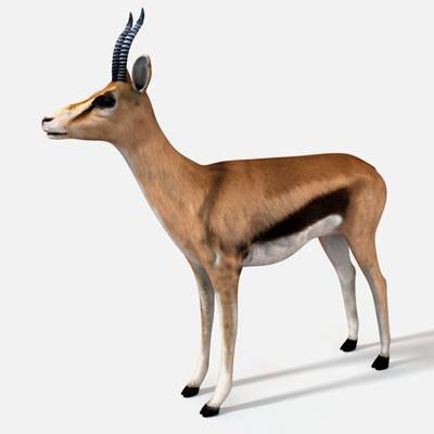 Thompson Gazelle 3D Model