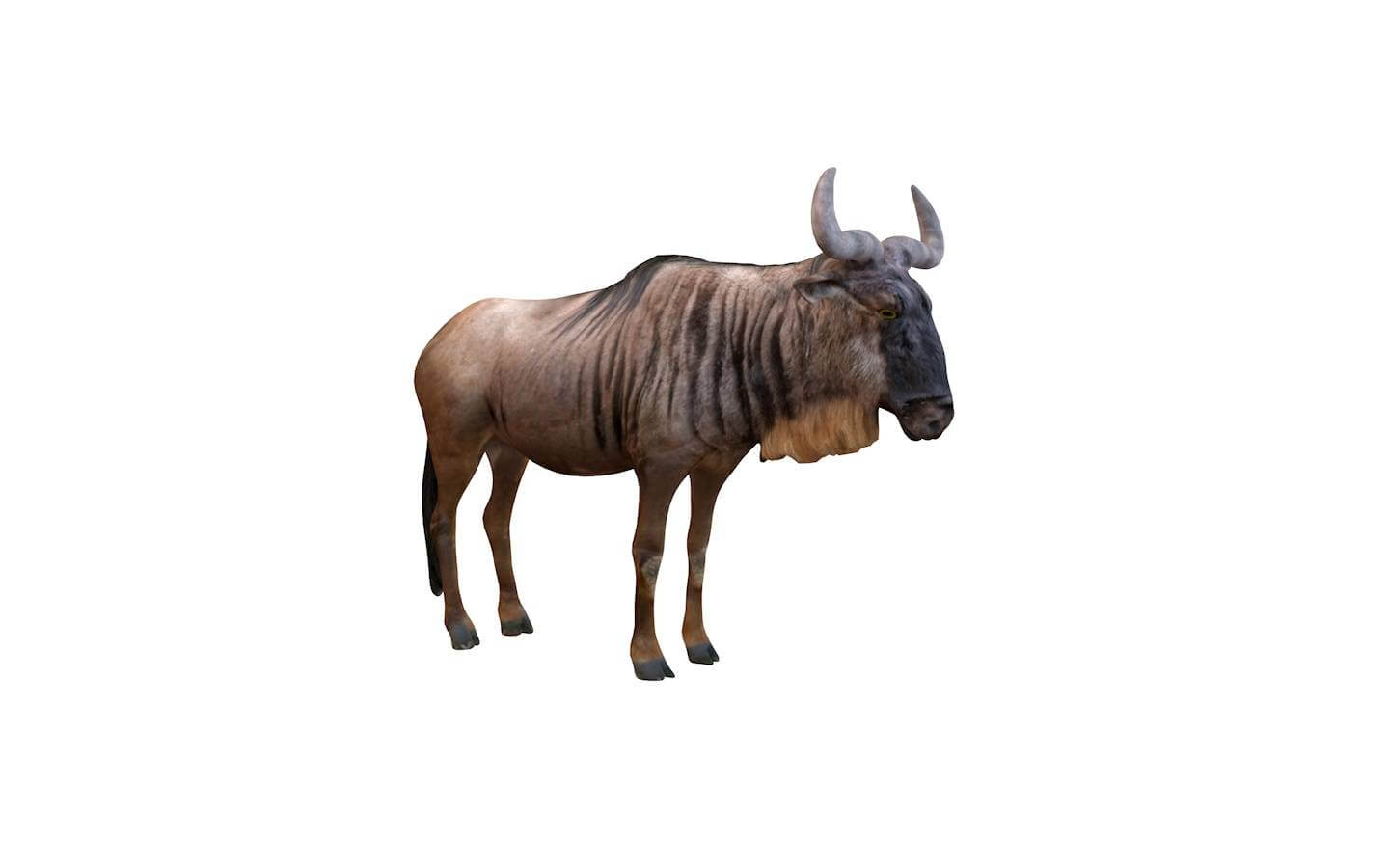 Wildbeast 3D Model