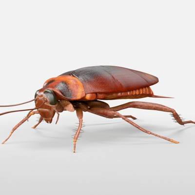 Cockroach 3D Model