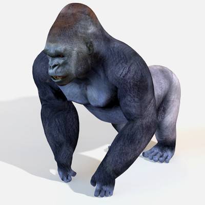 Gorilla