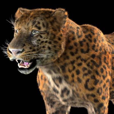 Leopard with Fur 3D Model