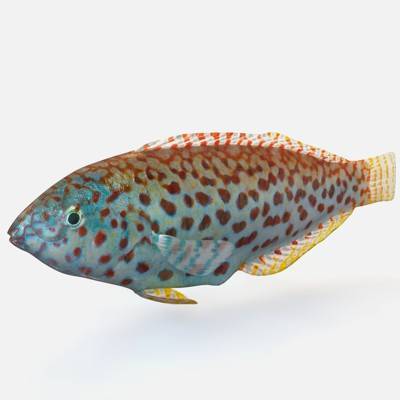 Pakoko Wrasse V1