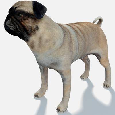 Pug