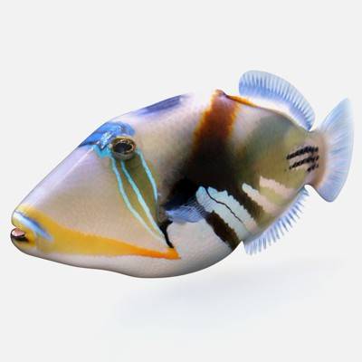 Reef Triggerfish 3D Model