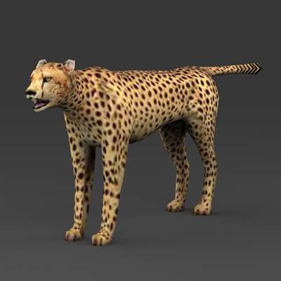 Leopard 3D Model