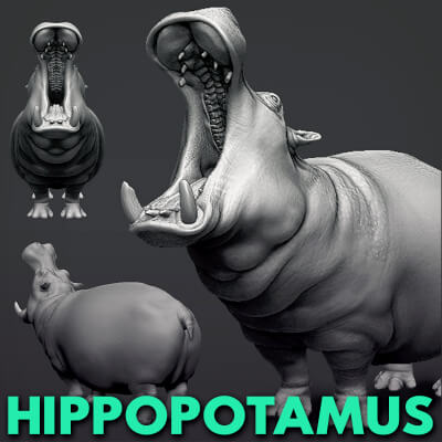 Hippopotamus