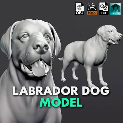 Labrador Dog