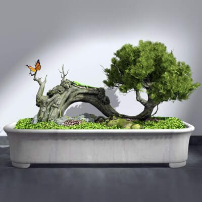 Bonsai Plant 3D Model