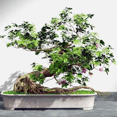 Bonsai Plant 3D Model