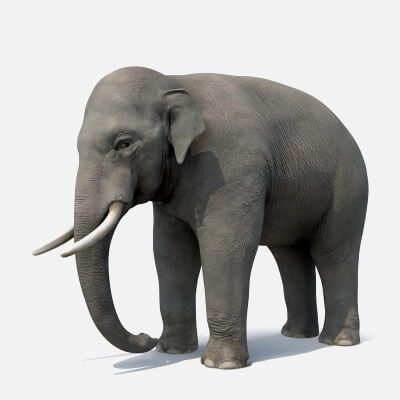 Asian Elephant 3D Model