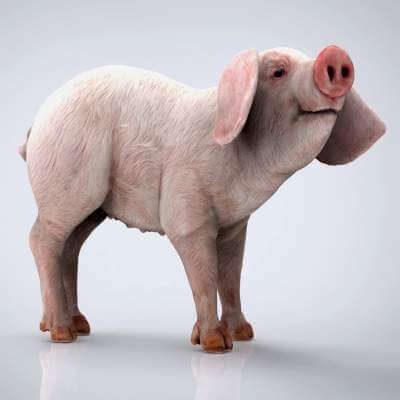 Pig 3D Model