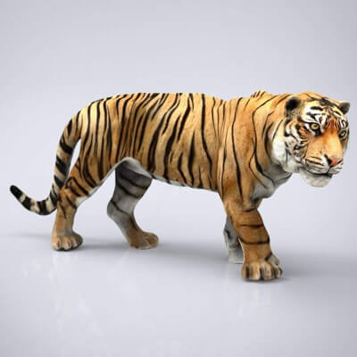 Tiger 3D Model