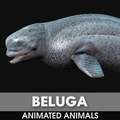 Beluga-Animated