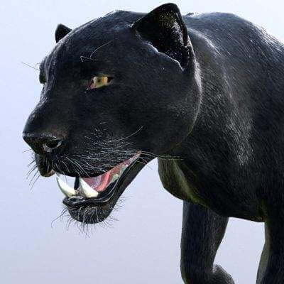 Panther