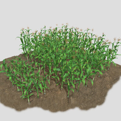 Corn Field Field 3D Model