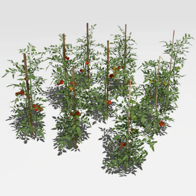 Tomato Plantation 3D Model