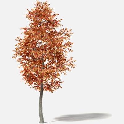 Alder 5.8m 3D Model