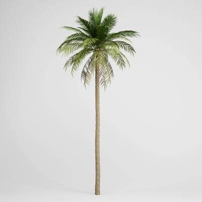 Date Palm 3D Model