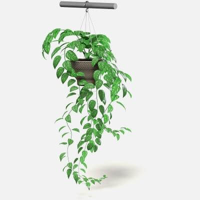 Hanging Plant 3D Model