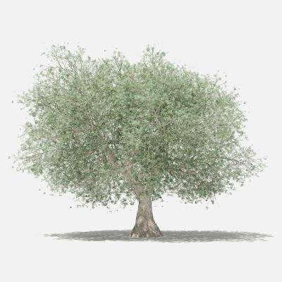 Olive Tree 4.6m 3D Model