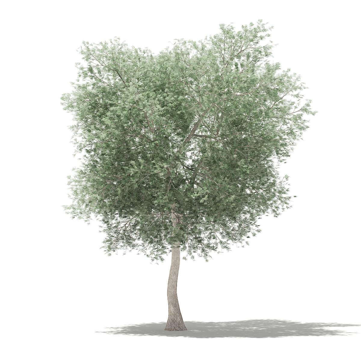 Olive Tree 6m 3D Model