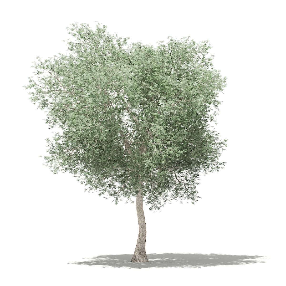 Olive Tree 6m 3D Model