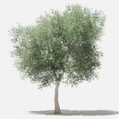 Olive Tree 6m