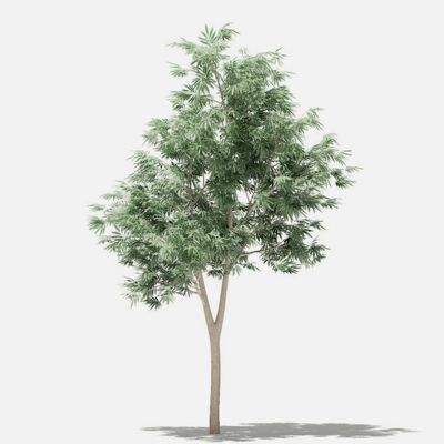 Olive Tree 1.8m 3D Model