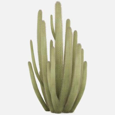 Organ Pipe Cactus 3D Model