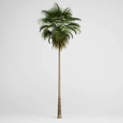 Mexican Fan Palm