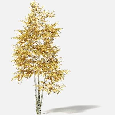 Silver Birch 3.6m 3D Model