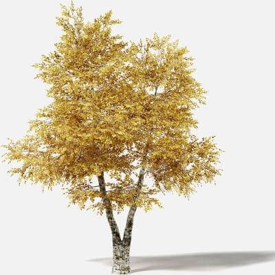 Silver Birch 5.8m 3D Model