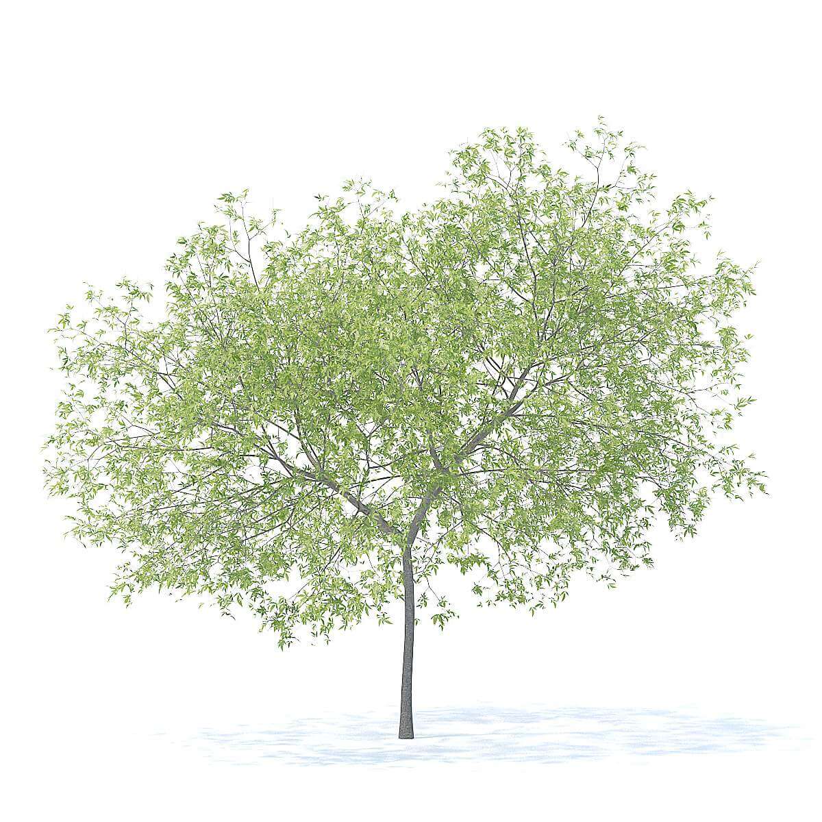 Peach Tree 5.8m 3D Model