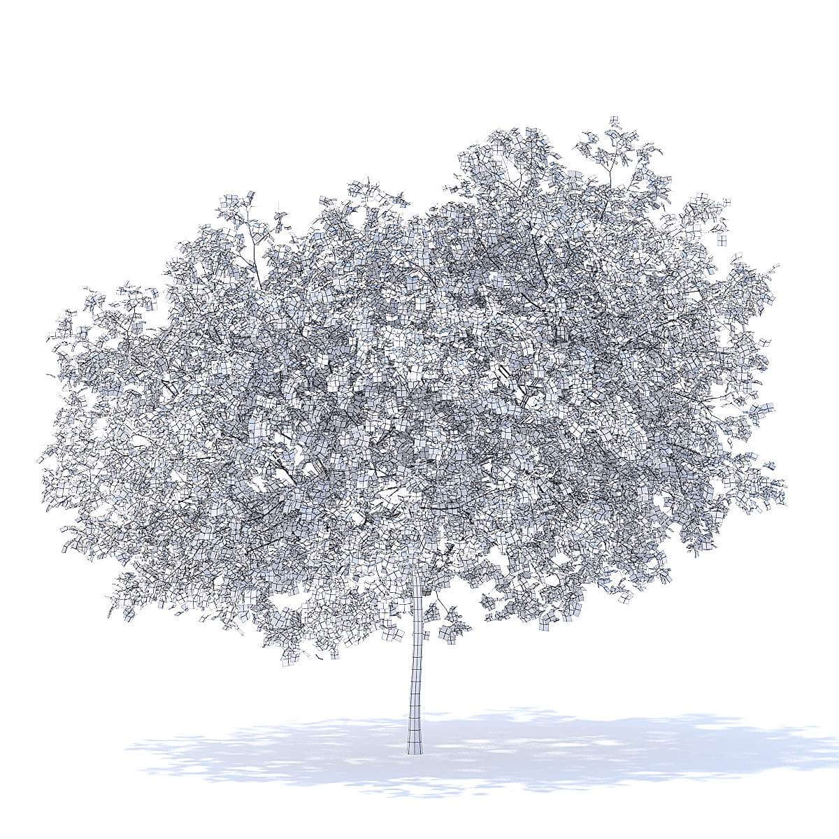 Peach Tree 5.8m 3D Model