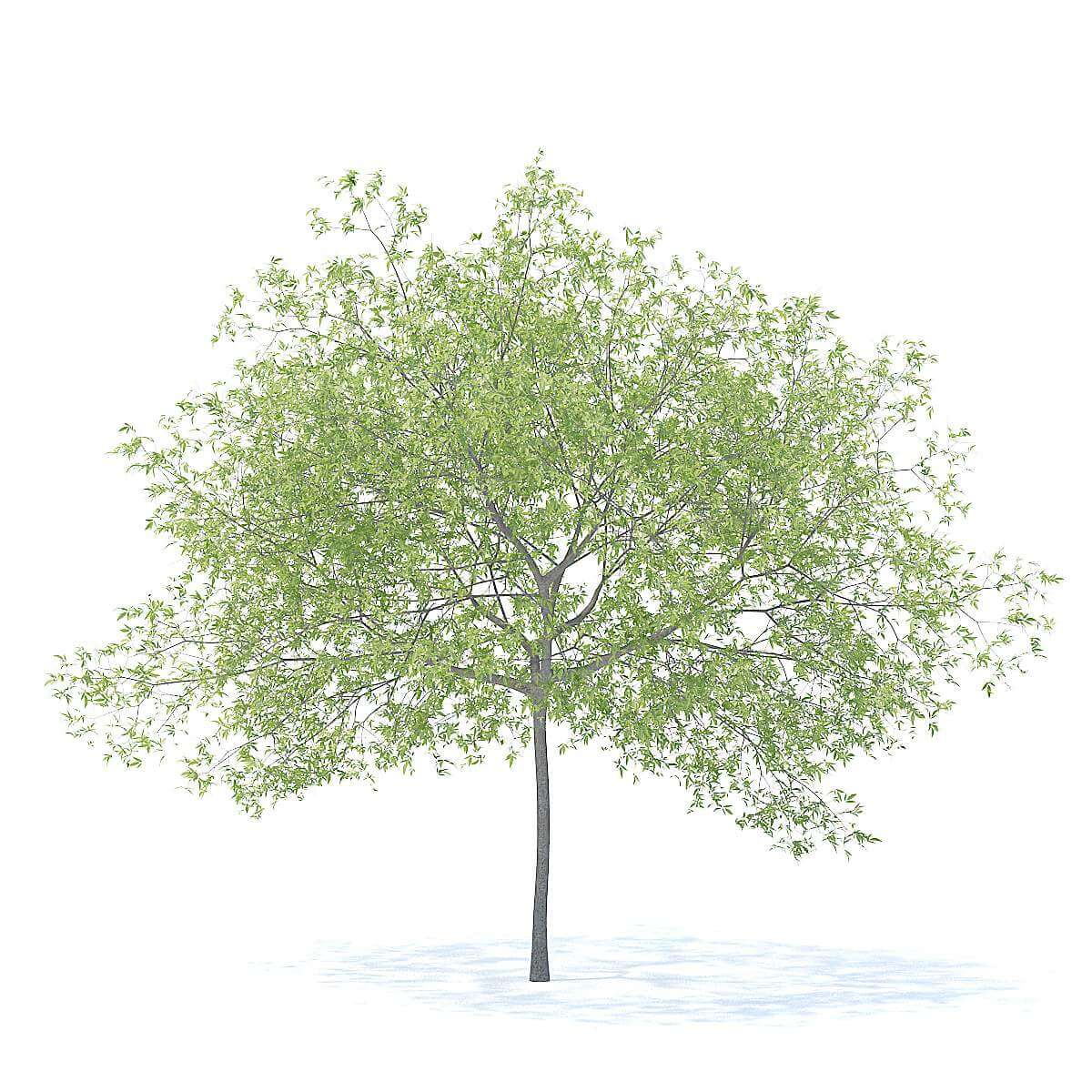 Peach Tree 5.8m 3D Model