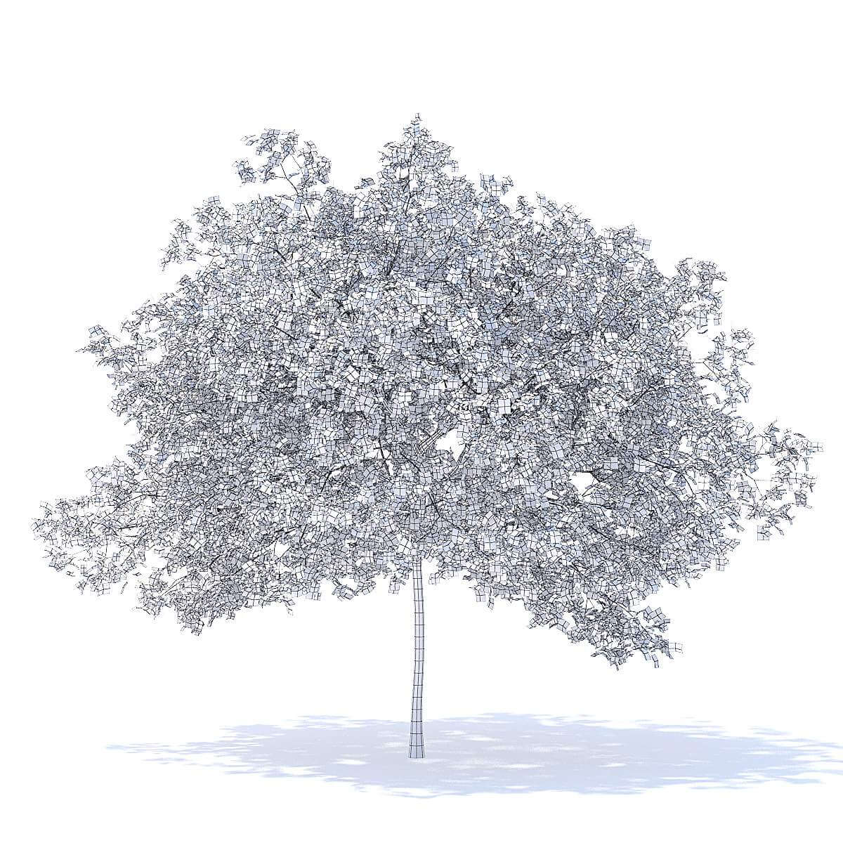 Peach Tree 5.8m 3D Model