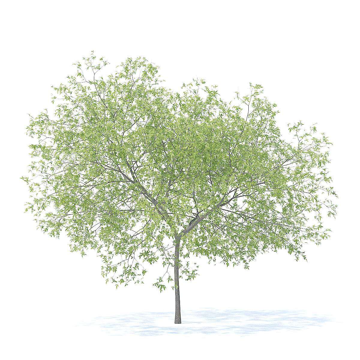 Peach Tree 5.8m 3D Model