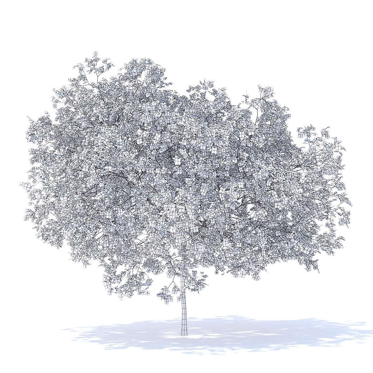 Peach Tree 5.8m 3D Model