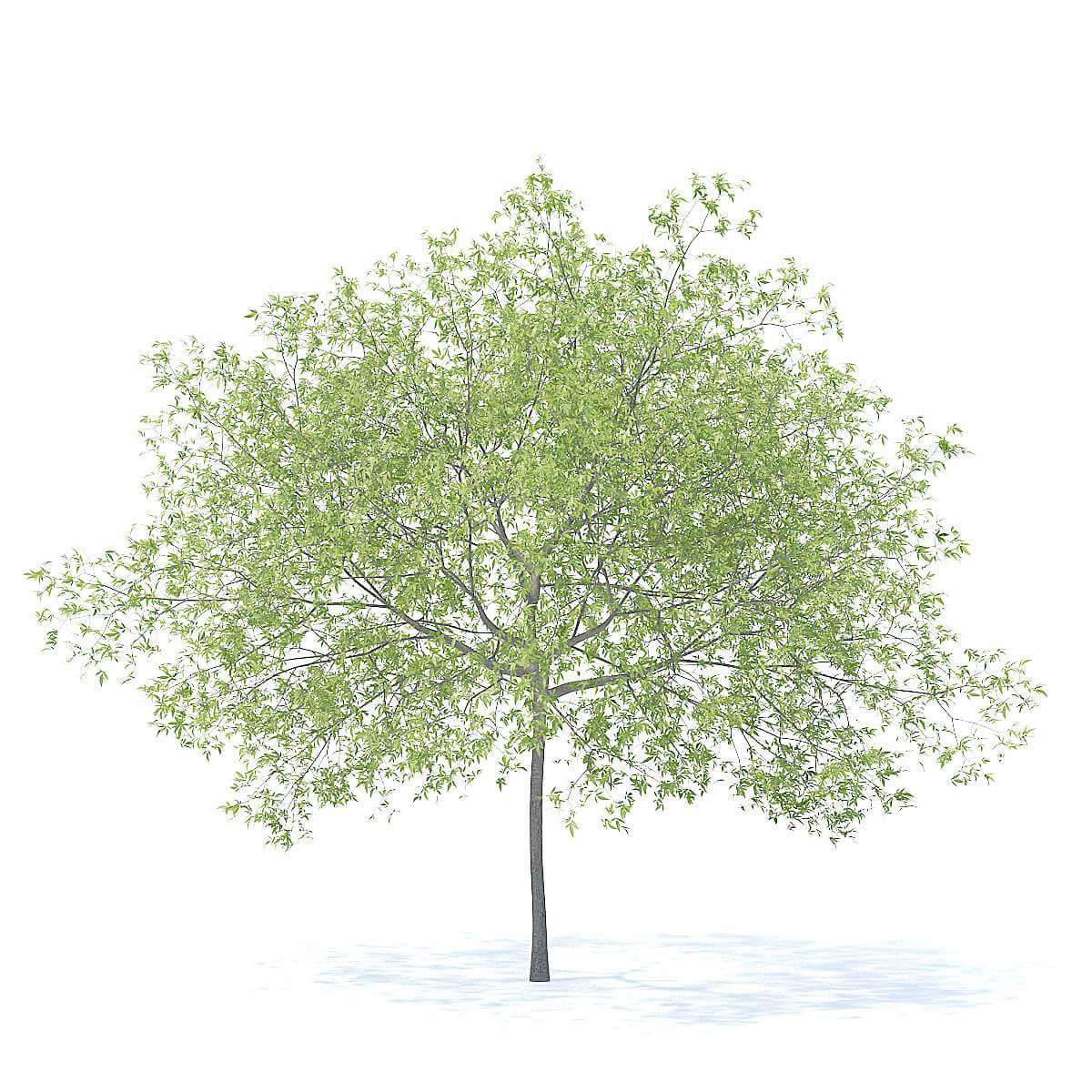 Peach Tree 5.8m 3D Model