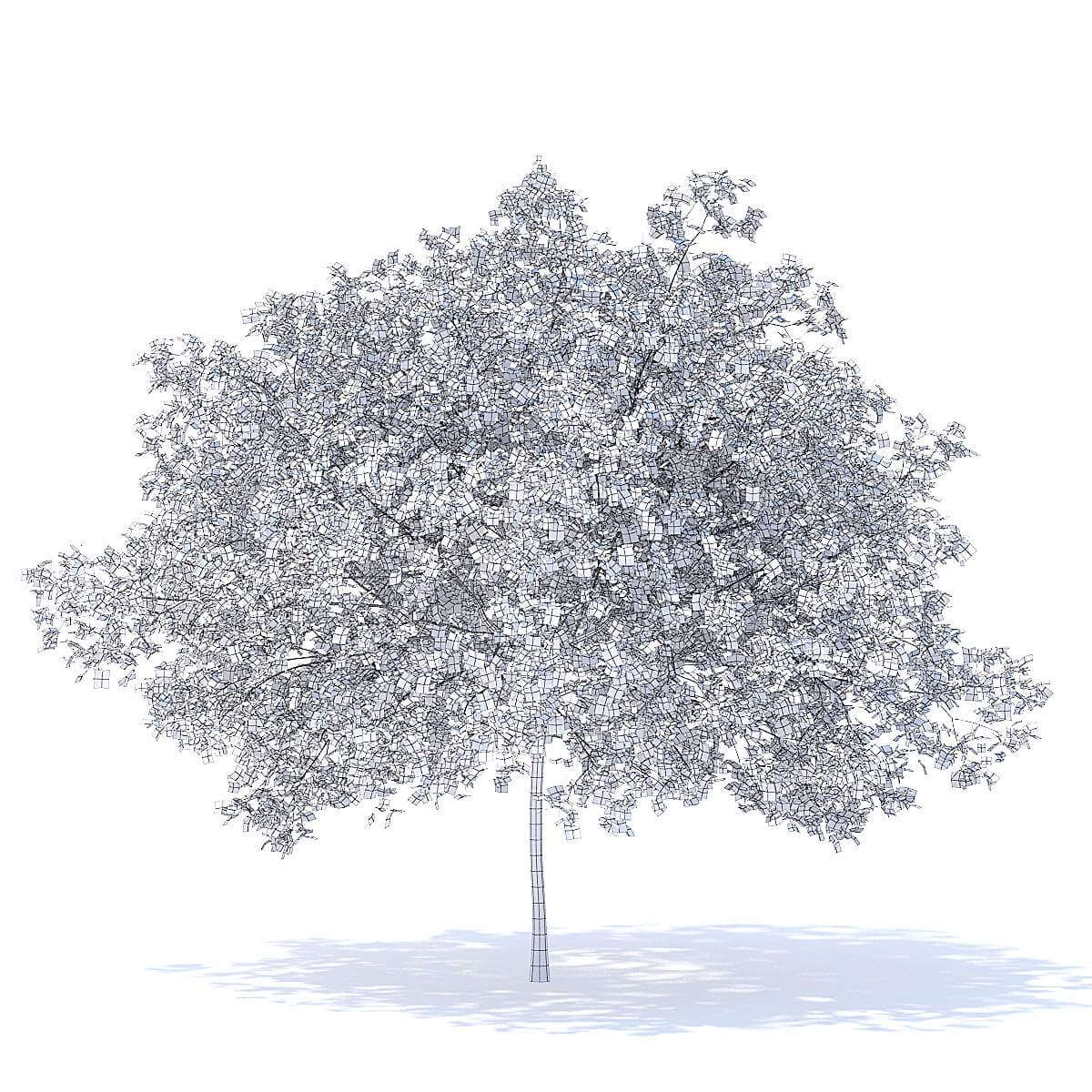 Peach Tree 5.8m 3D Model