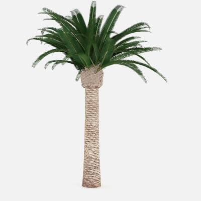 Pineapple Palm