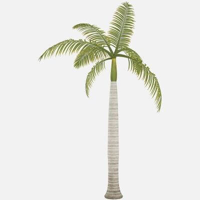 Royal Palm 3D Model