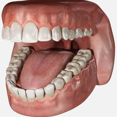 Human Mouth 3D Model