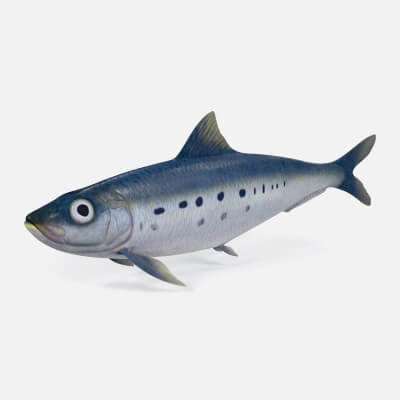 Sardine Fish 3D Model