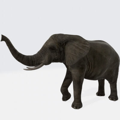 Elephant Animal 3D Model