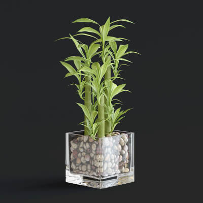 Bamboo Plant 3D Model