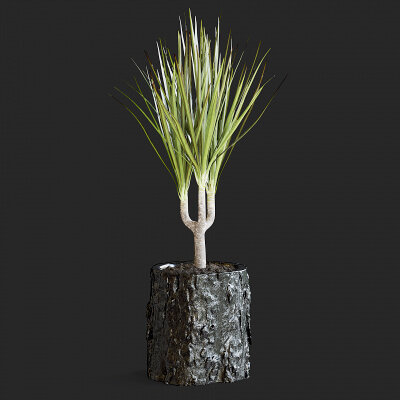 Dracena Plant