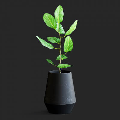 Ficus Plant II